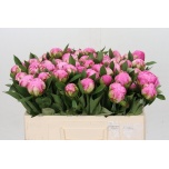 Paeonia Pojeng Alexander Fleming 50cm