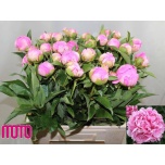 Paeonia Pojeng Alexander Fleming 60cm
