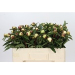 Paeonia Pojeng Duchesse de Nemours 50cm