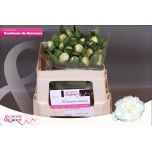 Paeonia Pojeng Duchesse de Nemours 50cm