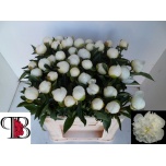 Paeonia Pojeng Duchesse de Nemours 60cm
