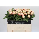 Paeonia Pojeng Elsa Sass 50-55cm