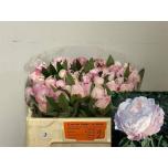 Paeonia Pojeng Gardenia 45cm
