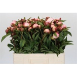 Paeonia Pojeng Gardenia 50-55cm