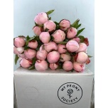 Paeonia Pojeng Gardenia 50-55cm