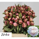 Paeonia Pojeng Gardenia 50-55cm