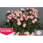 Paeonia Pojeng Gardenia 60cm