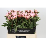 Paeonia Pojeng Gardenia 60cm