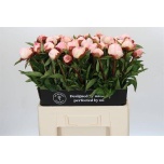 Paeonia Pojeng Gardenia 60cm