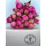 Paeonia Pojeng Jacorma 60cm