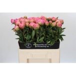 Paeonia Pojeng Jacorma 60cm