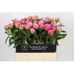 Paeonia Pojeng Jacorma 60cm