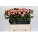 Paeonia Pojeng Jacorma 60cm