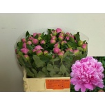 Paeonia Pojeng Jules Elie 50cm