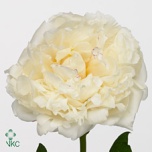Paeonia Pojeng Mary Nicholls 60cm