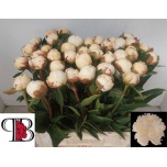 Paeonia Pojeng Mary Nicholls 60cm