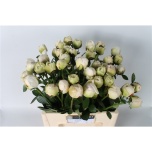 Paeonia Pojeng Odile 60cm