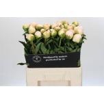 Paeonia Pojeng Princess Bride 60cm