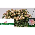 Paeonia Pojeng Raspberry Sunday 50cm