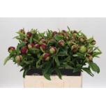 Paeonia Pojeng Red Charm 60cm