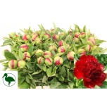 Paeonia Pojeng Red Charm 50-55cm