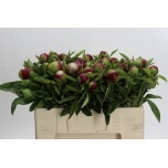 Paeonia Pojeng Red Charm 50cm