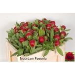 Paeonia Pojeng Red Charm 50cm