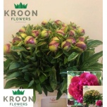 Paeonia Pojeng Red Charm 50cm