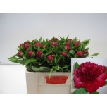 Paeonia Pojeng Red Charm 50cm