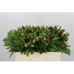 Paeonia Pojeng Red Charm 50cm