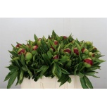 Paeonia Pojeng Red Charm 50cm