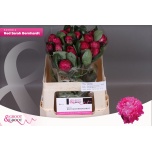 Paeonia Pojeng Sarah Bernhardt Red 50-55cm