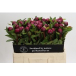 Paeonia Pojeng Red Sarah Bernhardt 50-55cm