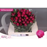 Paeonia Pojeng Sarah Bernhardt Red 50-55cm