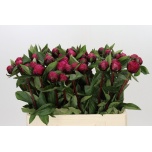 Paeonia Pojeng Red Sarah Bernhardt 50-55cm