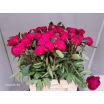 Paeonia Pojeng Red Sarah Bernhardt 60-65cm
