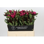 Paeonia Pojeng Red Sarah Bernhardt 60cm