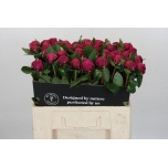 Paeonia Pojeng Red Sarah Bernhardt 60cm