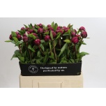 Paeonia Pojeng Red Sarah Bernhardt 60cm