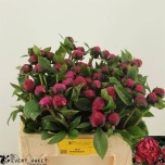 Paeonia Pojeng Red Sarah Bernhardt 60cm
