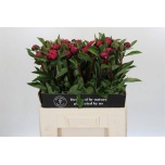 Paeonia Pojeng Red Sarah Bernhardt 60cm