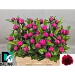 Paeonia Pojeng Red Sarah Bernhardt 60cm