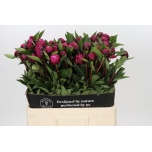 Paeonia Pojeng Red Sarah Bernhardt 60cm