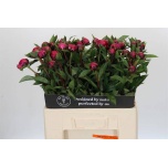 Paeonia Pojeng Red Sarah Bernhardt 60cm