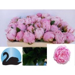 Paeonia Pojeng Sarah Bernhardt 50cm