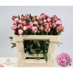 Paeonia Pojeng Sarah Bernhardt 50cm