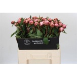 Paeonia Pojeng Sarah Bernhardt 60-65cm