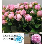 Paeonia Pojeng Sarah Bernhardt 60-65cm