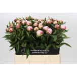 Paeonia Pojeng Sarah Bernhardt 60-65cm