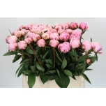 Paeonia Pojeng Sarah Bernhardt 60-65cm